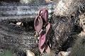 23 Chapada plants